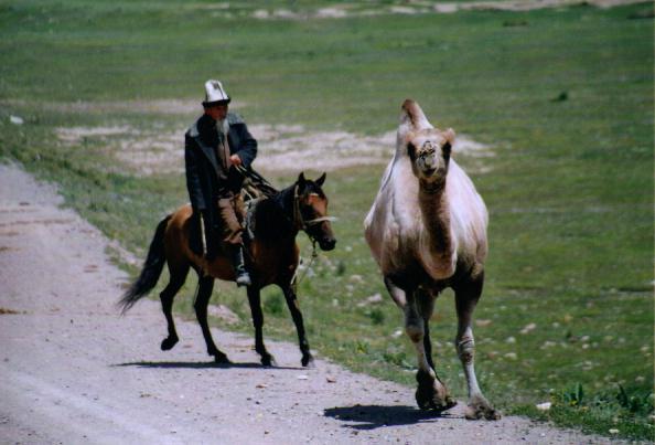 12070 camelherd.jpg